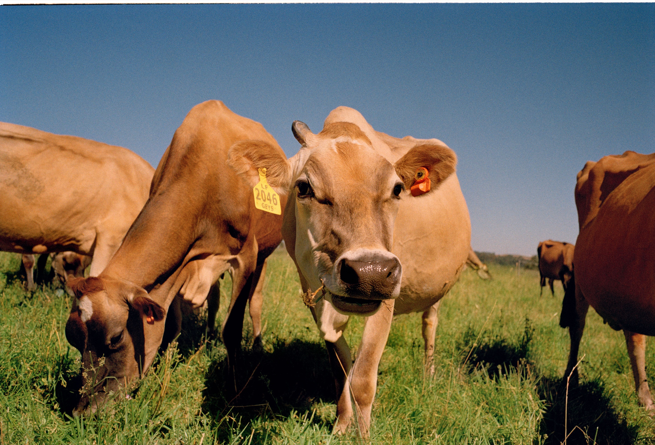 A Jersey cow in pasture