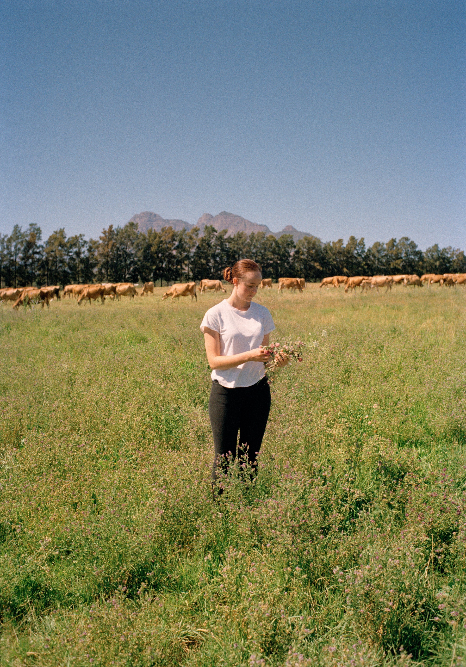 Wide farm scene
