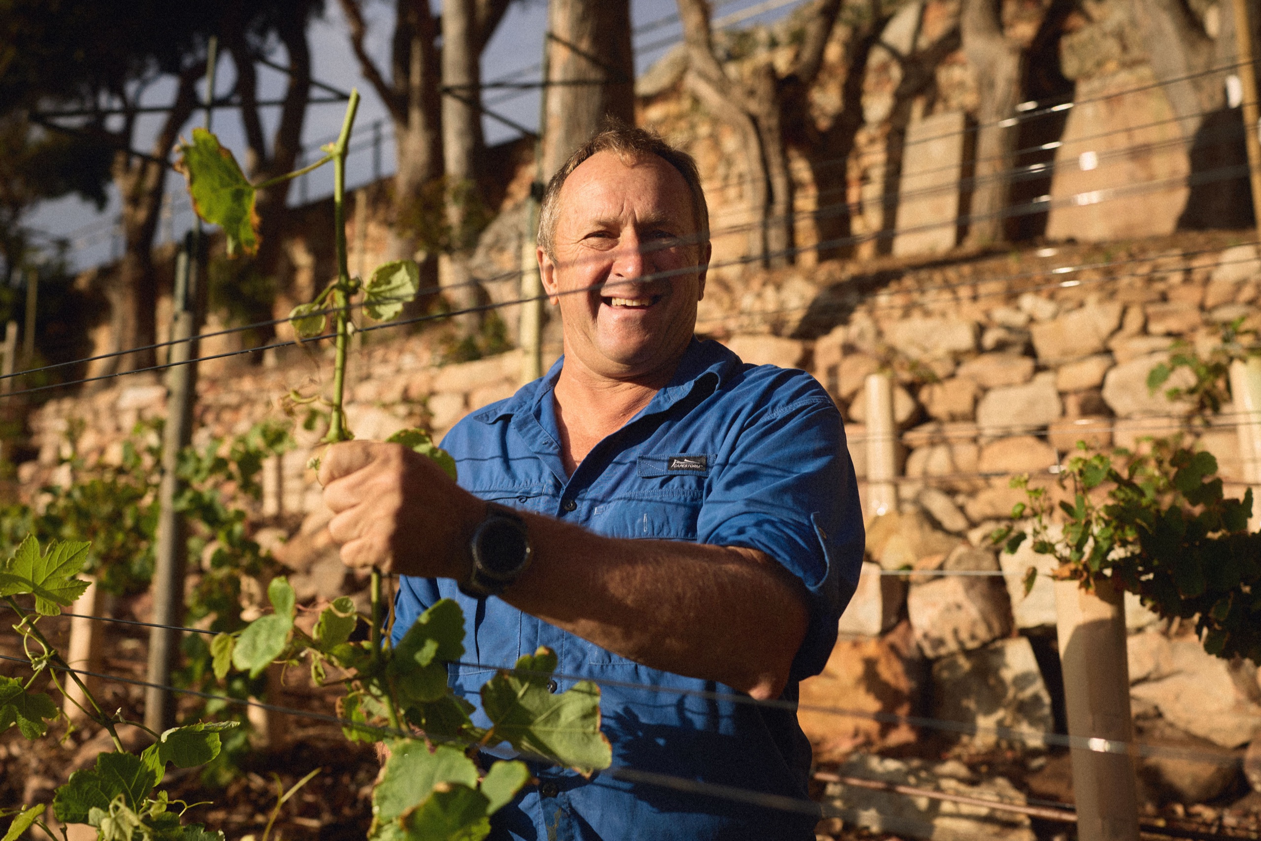 A winemaker tends the vines in the vineyard