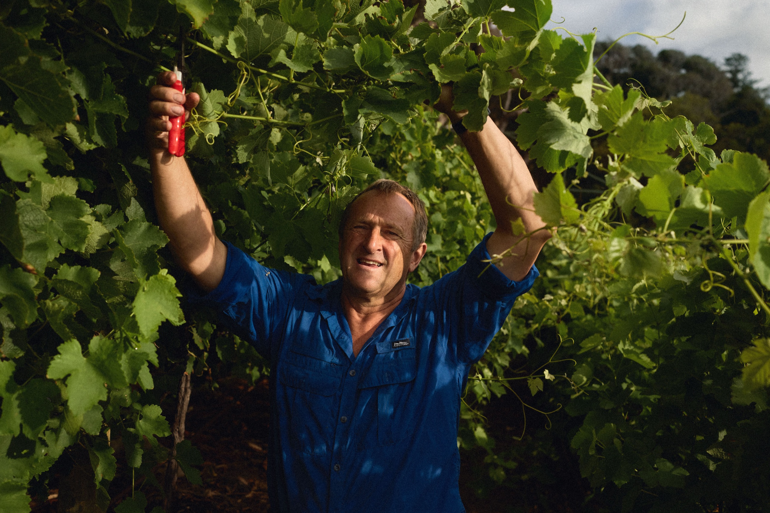A winemaker works overhead in the vines with pruning shears, in golden light